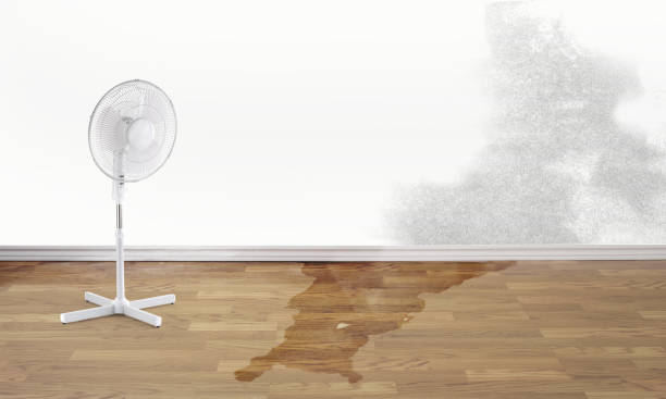 Best Professional water damage repair  in Gilcrest, CO